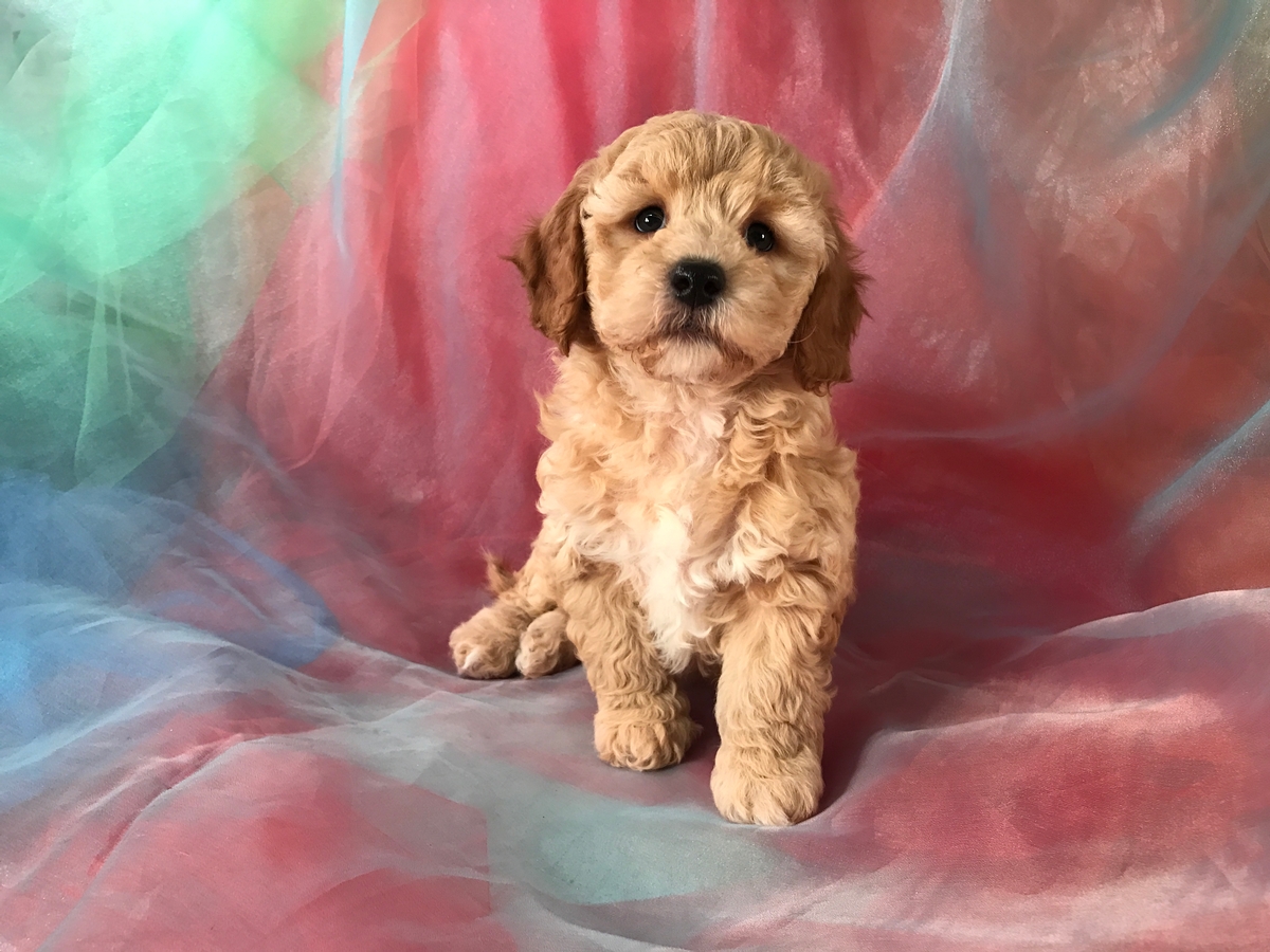 Poodle Bichon Mix Puppies for Sale, Iowa, Illinois, Minnesota Breeders Located Near the Iowa Minnesota Border